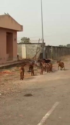 A herd of approximately a dozen brown goats and one black goat cross a dirt road. The goats are moving from right to left. A peach-colored building sits to the left of the road. Behind the goats is a concrete block wall topped with barbed wire. A tall, metal utility pole is visible in the background. The sky is overcast. The scene appears to be rural or suburban.