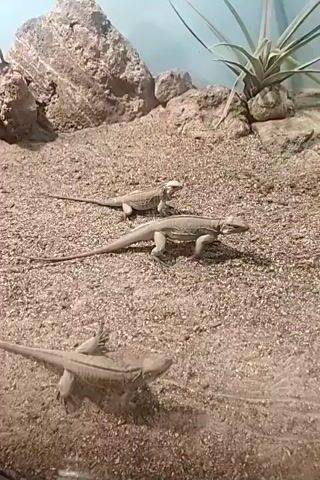 Three lizards are visible on a sandy substrate in an enclosure. The enclosure contains rocks and a plant. The lizards are light brown in color and have long tails. One lizard is in the foreground, facing away from the camera and to the left. Another lizard is in the middle ground, facing towards the right and appears to be walking. The third lizard is in the background, also facing towards the right. The lighting suggests an artificial environment.