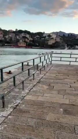 The video shows a view from a stone pier overlooking a body of water towards a town nestled on a hillside. The pier is constructed of large, weathered stone blocks, and a metal railing runs along its edge. A group of seagulls is perched on the railing at the end of the pier. The water is calm, with gentle ripples visible on the surface. Across the water, buildings are seen on the hillside, appearing to be multi-story structures of varied colors, some with arched windows. The sky is light blue with pink and white clouds. The video is taken at what appears to be either dawn or dusk, as indicated by the soft, diffused light and colors in the sky. The camera angle is static, and there is no audio.