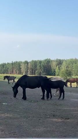 The video shows a herd of horses in an outdoor enclosure with a dirt ground and a line of trees in the background under a clear blue sky. In the foreground, a large black horse is grazing, followed by a smaller black foal. To the right, a light brown horse with a white mane and face stands facing the camera. Another horse with a dark mane is partially visible behind it. Further to the right, a reddish-brown horse stands facing away from the camera. The horses appear to be in a natural, rural setting. The lighting suggests it is daytime, likely morning or afternoon.