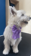Dogs receive grooming services at San Miguel pet salon