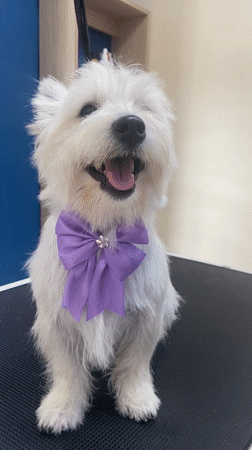 Dogs receive grooming services at San Miguel pet salon