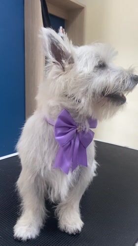 Dogs receive grooming services at San Miguel pet salon