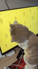 Cats glued to computer screens in a Poykovsky apartment