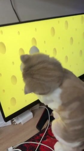Cats glued to computer screens in a Poykovsky apartment