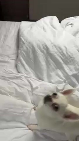A close-up video shows a white Chihuahua on a white bed. A person's hand holding a light-colored object is above the dog. The dog looks up, jumps, and takes the object from the person's hand.