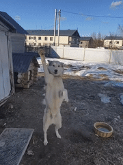 Outdoor meal preparation documented in Foki, Russia village yard