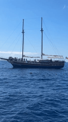 Dolphins spotted during sailboat excursion off Madeira coast
