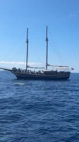 A wide shot on a clear, sunny day shows a two-masted sailboat named “Bonita da Madeira” sailing on a blue ocean. There are a number of people standing on the boat. A Portuguese flag flies off the back of the boat. A pod of dolphins swim in the water beside and behind the boat. The dolphins jump out of the water, creating splashes.