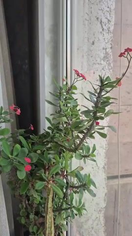 The video shows a close-up of a potted plant with green leaves and small pink flowers. The plant has thorny stems and is positioned near a window with sheer curtains on the left and a textured, possibly concrete, wall on the right. The scene is well-lit, suggesting it's daytime. The focus is on the plant's details, with the camera subtly moving, highlighting the textures of the leaves, thorns, and flowers, as well as the plant's bushy structure. The background is softly blurred, emphasizing the plant as the main subject. There is no visible text within the frame.