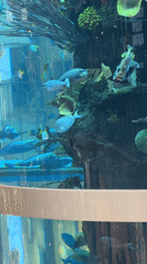 Visitor documents aquarium trip in Khimki, Russia