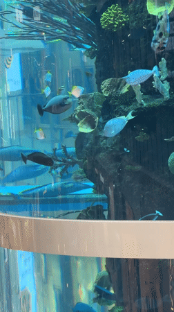 Visitor documents aquarium trip in Khimki, Russia