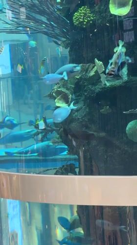 Visitor documents aquarium trip in Khimki, Russia