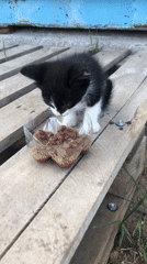 Black and white kitten eating wet food outdoors