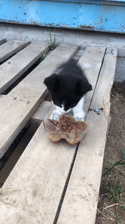 Black and white kitten eating wet food outdoors