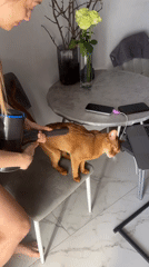 Woman vacuums cooperative Abyssinian cat in Kazan apartment