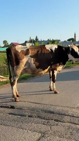 A brown and white cow walks across a paved road. The cow is facing right and is captured in a profile view. The background shows houses, trees, and a clear blue sky. The sun appears to be setting, casting a warm glow on the scene.