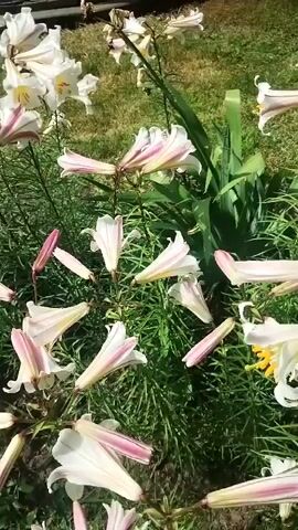 The video shows a close-up view of a cluster of white lilies with pink accents. The lilies are in various stages of bloom, with some fully open and others still in bud. The camera pans slowly across the flowers, revealing their delicate petals and prominent stamens. The background consists of green foliage and a hint of a paved surface, suggesting an outdoor garden setting. The lighting is bright, indicating a sunny day. There are no people or animals visible in the video.