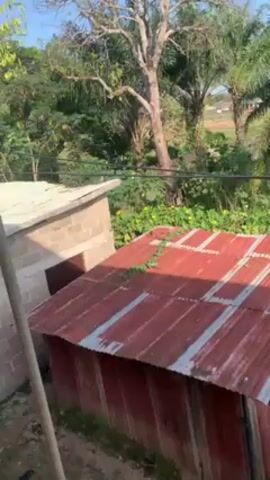 The video shows a stationary, high-angle view of a yard or area in what seems to be a tropical or subtropical region. Two small structures dominate the scene. One structure, on the left, is a small, cinder block building with a flat, light-colored roof and a closed door. To its right is a larger structure with a corrugated metal roof, red with some white streaks and covered partially with green vegetation. Behind the structures, there is a dense area of green trees and bushes. In the far distance, a small patch of cleared land with a building can be seen. The sky is blue and the lighting suggests it is daytime. A thin pole is visible in the lower left corner, likely part of the structure from which the video is being taken. The audio consists of a strong gust of wind.
