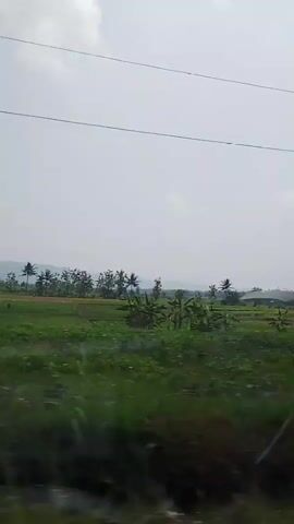 This video is a shaky, side-view shot from a moving vehicle looking out over a rural landscape. The sky is overcast and hazy. Below the sky, a few power lines are visible. The middle ground consists of a large, green field, possibly a rice paddy or agricultural land, with some scattered trees, including what appear to be banana trees and palm trees. In the distance, there are rolling hills or mountains. The foreground is blurred and dark, suggesting the edge of the vehicle or roadside vegetation. The overall impression is of a journey through a cultivated, tropical or subtropical rural area.