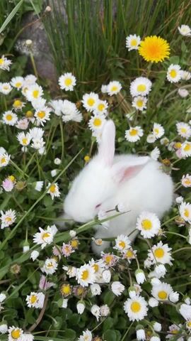The video shows a small white rabbit sitting among grass and daisies. The rabbit is eating the grass and daisies. There is a dandelion growing among the daisies.