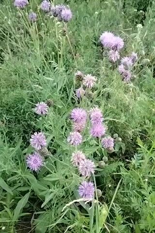 The video pans across a field of tall green grass and purple flowers. The flowers are small and round, with many thin petals. The video is shaky, suggesting it was taken handheld. The lighting is dim, indicating it may be early morning or late evening. The overall impression is one of a natural, uncultivated landscape.