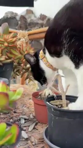 A black and white cat with a floral collar is smelling a small, dead plant in a black pot. The cat is standing among several potted succulents of various colors and sizes. The ground is covered with wood chips. The background is blurry and out of focus, but appears to be an outdoor setting. The cat's attention is focused on the dead plant, and it is sniffing at it intently.