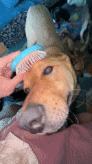 Dog grooming session observed in Nizhny Tagil, Russia
