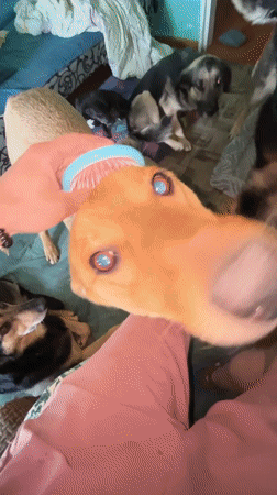 Dog grooming session observed in Nizhny Tagil, Russia