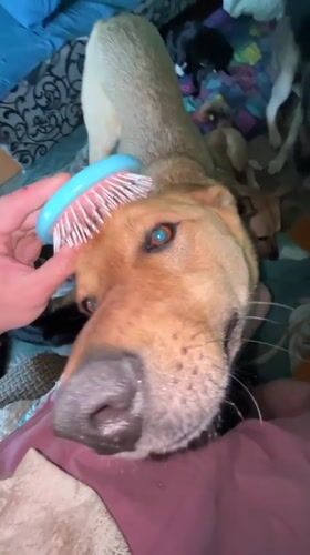 Dog grooming session observed in Nizhny Tagil, Russia