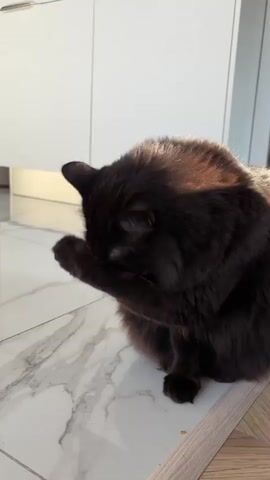 A dark-colored, long-haired cat is sitting on a marble-patterned floor. The cat is grooming its face with its paw, licking the paw as it cleans. Sunlight streams in from the left, casting a warm glow on the cat's fur. In the background, a white cabinet or wall is visible. The video is silent.