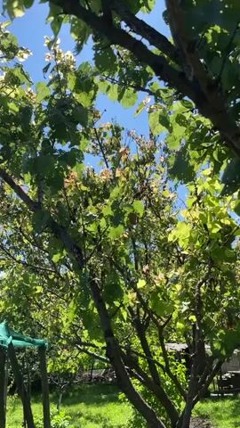 The video shows a low-angle shot looking up through the branches and green leaves of a tree towards a bright blue sky. Sunlight filters through the leaves, creating dappled light. Some leaves appear damaged or eaten, with holes in them. A small section of a green net structure and wooden posts is visible in the lower left corner of the frame, suggesting an outdoor garden or agricultural setting. The scene is static, with no discernible movement other than the natural sway of branches in a breeze.