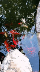 Buddhist gardens and lotus ponds documented in Vietnamese villages