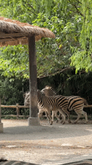 Zebras at a Pudong zoo enclosure, September 2026
