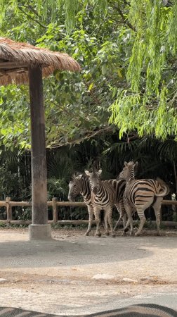 Zebras at a Pudong zoo enclosure, September 2026