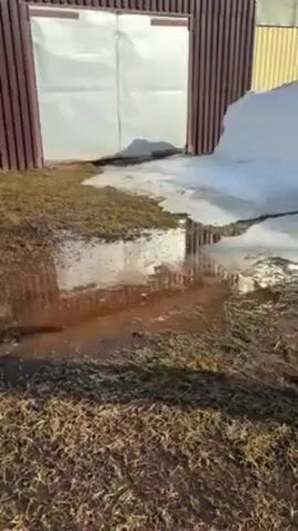 A young child wearing a bright yellow snowsuit, black pants, and a dark knit hat plays in a puddle. The child is facing away from the camera in the first shot, then turns to face the camera. The child runs through the puddle, splashing water. A shed with brown corrugated metal siding and white doors is in the background. Patches of grass and snow are also visible. The day appears sunny.