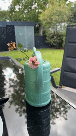 Backyard afternoon in Krefeld: hornets, roses, and red berries