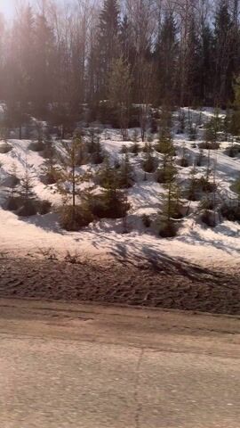 The video captures a roadside view in a wintry landscape. The scene is framed by a paved road in the foreground, flanked by a snow-covered embankment. Scattered across the snowy incline are numerous small evergreen trees. A dense forest forms the backdrop, its trees mostly bare of leaves, revealing their branching structures against a bright sky. Sunlight streams through the trees, creating a hazy, slightly overexposed effect. The camera appears to be in motion, suggesting it was filmed from a moving vehicle.