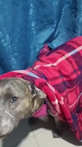 The video shows a dog with a red plaid blanket draped over its head and back. The dog is mostly gray with black stripes and some white markings on its face. It has a pink collar or harness around its neck. A red disc or plate is visible near the dog on the floor. The background consists of a teal curtain with a floral pattern. The dog is making a whimpering or whining sound.