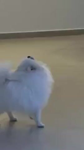 A small, fluffy, white dog with a curled tail stands on a tan tile floor. It tilts its head up and howls, turning its head slightly from side to side. A light tan wall with a darker tan baseboard is visible in the background.