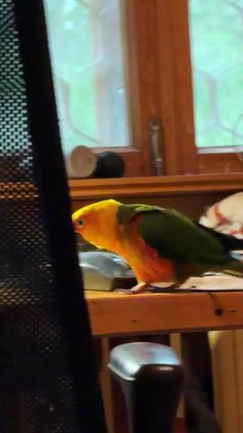 A sun conure parrot with yellow, green, and red plumage perches on a wooden desk near a window. The parrot turns its head and looks towards the viewer. A computer mouse is visible on the desk. A black mesh object, likely a chair, is in the foreground. The background shows a window with panes and a wooden frame. Two white cylindrical objects and a black spherical object are on a shelf above the desk. The lighting suggests an indoor environment during the daytime.