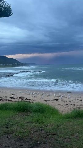 The video depicts a stormy beach scene with lightning, seagulls, and a dark-haired person. The beach has light-colored sand, seaweed, and scattered debris. A flock of white seagulls are standing on the beach, undisturbed by the incoming waves. The ocean is choppy with whitecaps, and a few rock formations are visible near the shore. A bolt of lightning flashes across the sky above the ocean, illuminating the stormy sky with dark, heavy clouds. A grassy area is in the foreground. A dark-haired person dressed in black briefly walks into the frame on the right. The background features a coastline with hills or mountains. The overall atmosphere is dramatic.