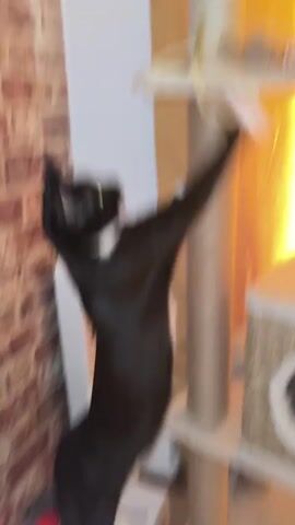 A black and white cat is playing with a yellow string on a cat tree. The cat is standing on its hind legs, reaching up with its front paws to bat at the string. The cat tree is covered in sisal rope and has several platforms. The background is blurred, but appears to be a room with brick wallpaper and a yellow curtain. The video is a short clip, showing the cat playing for a few seconds.
