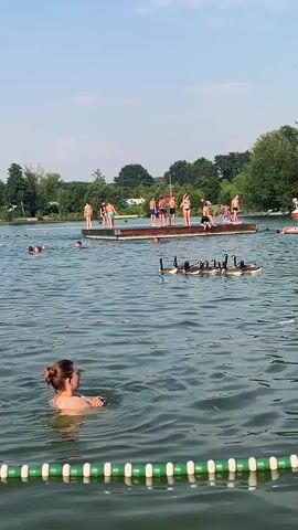 The video depicts a daytime scene at a lake or large body of water. In the foreground, a woman with her hair pulled back in a bun is swimming in the water, facing away from the camera. A green and white striped rope barrier is visible in the immediate foreground. In the mid-ground, a group of people, primarily young men and women, are standing on a wooden dock. Some are looking out at the water, while others appear to be socializing or preparing to jump. A raft or floating platform with a group of Canada geese is positioned in front of the dock. In the background, there are trees and vegetation along the shoreline, with a clear sky above. Other individuals are scattered throughout the water, swimming or wading. The overall atmosphere appears to be one of recreation and leisure.