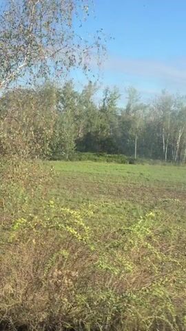 The video pans across a natural landscape with a field in the foreground and trees in the background. The sky is a clear blue with a few wispy clouds. The field appears to be a mix of grass and dirt, possibly indicating it is fallow or recently harvested. Several trees are visible, with varied foliage. The camera movement is smooth, suggesting it might be from a vehicle or a drone. The overall impression is of a rural or undeveloped area.