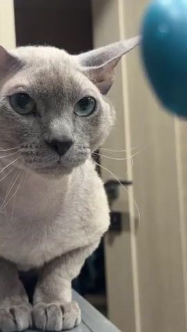 A close-up shot shows a light gray cat with large ears and striking blue eyes. The cat is looking intently at a blurry blue object, which appears to be a toy, held by an unseen person. The cat's head is tilted slightly, and its whiskers are fanned out. The background is out of focus, but suggests an indoor setting with a door visible. The cat's paws are visible in the foreground, resting on a surface. The video appears to be a short, informal clip, possibly taken from a phone.