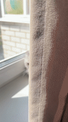 Scottish Fold cat filmed on sunny windowsill in Cheboksary