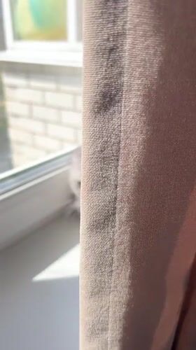 Scottish Fold cat filmed on sunny windowsill in Cheboksary