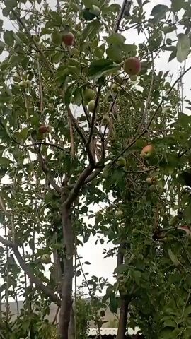 This is a video of apple trees with apples on them. The trees are full of green leaves and have many apples, some of which are red. The video is taken outdoors, and the sky is cloudy. There is a house in the background.