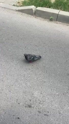 The video shows a pigeon lying on its side on a paved surface, likely a street or sidewalk in Iași, Romania. The pigeon appears to be unwell or injured, as it is not moving. The pavement is a light gray color with some dark spots and debris. In the upper right corner of the frame, there is a glimpse of green grass and a concrete curb. The lighting suggests it is daytime, possibly a sunny day, casting some light shadows. The overall mood is somber due to the state of the animal. There is no visible text in the video.
